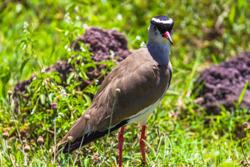 Crowned lapwing. Ngorongoro Crater Conservation Area. Tanzania.