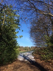 Obraz premium Waldweg führt auf Wiese