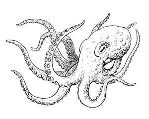 octopus, ink hand drawn vintage vector