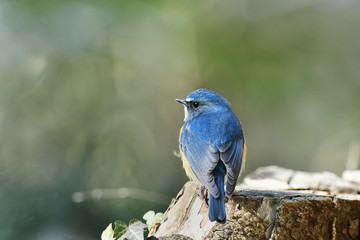 切り株のルリビタキ