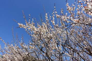 梅の花