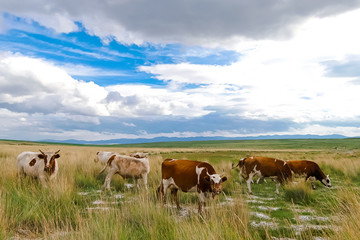 Naklejka na ściany i meble Herd on the field, milk, cows