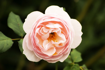 rosa ausblush