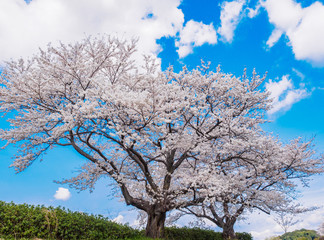 Naklejka premium 桜