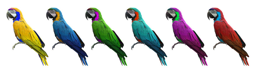 Group of colorful macaws bird isolated on white background with clipping path.