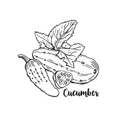 Hand drawn Cucumber. Isolated Cucumber Vegetable for Thanksgiving Holiday Design. Fresh Superfood Vector Illustration.