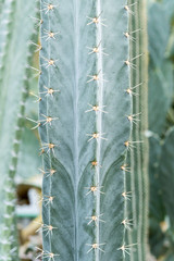 Green cactus with large needles close-up