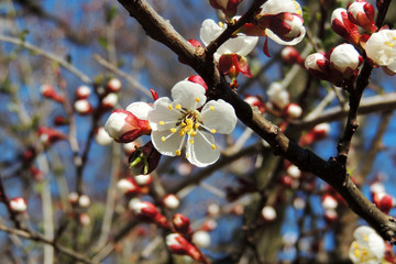 The first flowering trees