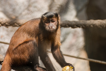 close-up of a capuchin monkey