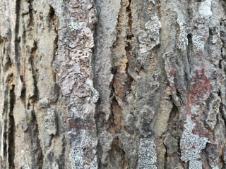 Close up picture of lichen on tree bark. Texture and background of lichen and tree bark.