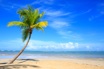 Obraz na płótnie Canvas Palm tree on white tropical beach. Travel background.