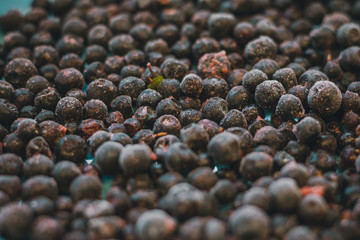 close up fresh picked blueberies