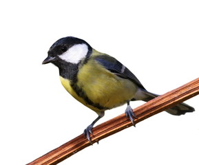 Great Tit, Parus major isolated on white