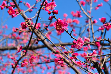 梅の花