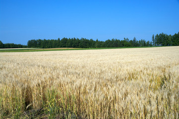 Scenery of the wheat field of Hokkaido, Japan