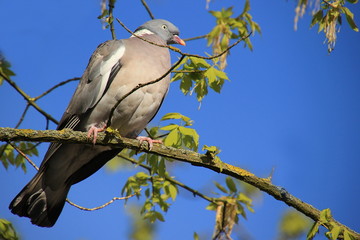 Wildtaube in Nahaufnahme auf einem Ast im Sonnenschein