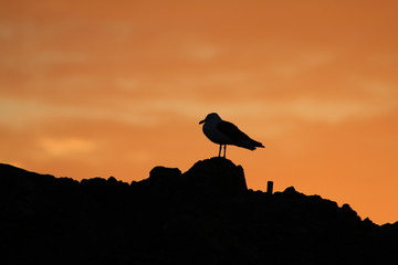 kontury mewy siedzącej na kamienistym brzegu o zacodzie słońca