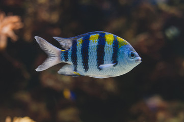 Aquarium fish - sergeant major or píntano. Abudefduf saxatilis.