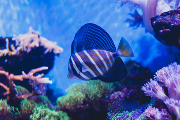 Red Sea sailfin tang or Desjardin's sailfin tang Zebrasoma desjardinii. Marine reef tang in the fish family Acanthuridae.