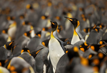 Obraz premium Kolonia pingwinów królewskich na Wyspach Falklandzkich.