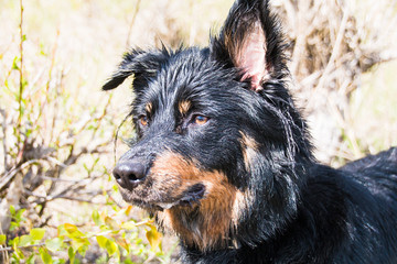 Border Collie Mix beim Spielen