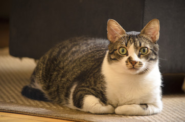 I think I saw a kitten