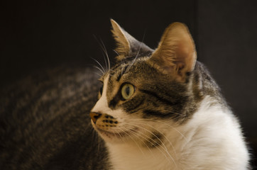 I think I saw a kitten