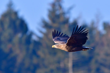 Seeadler im Flug