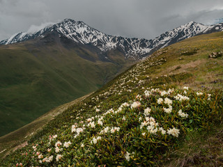 A bush of a blooming rhododendron in the foreground. The entire slope of the mountain is covered with rhododendrons, in the distance you can see high mountains partially covered with snow.