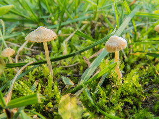 Landscape of small cute tasty mushrooms