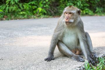 Monkey is sitting on a concreted road.
