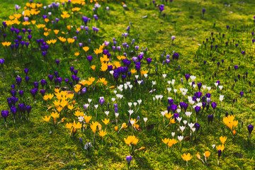 crocus flowers bloomin in on a green meadow