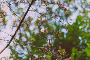 pink blossoms on a tree shot at shallow depth of field