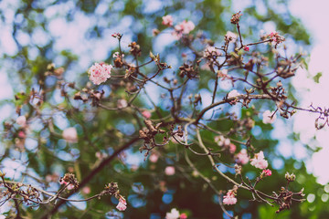 pink blossoms on a tree shot at shallow depth of field