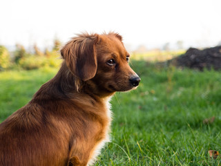 Beautiful small cute brown dog landscape