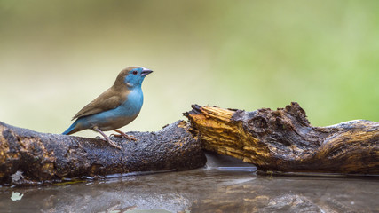 Blue-breasted Cordonbleu in Mapungubwe National park, South Africa