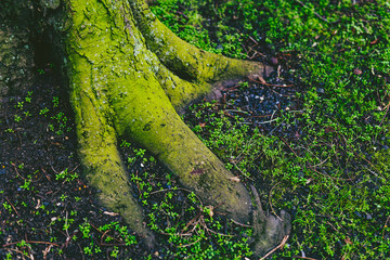 tree trunk and roots covered in intensively green moss