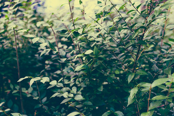 green branches shot at shallow depth of field