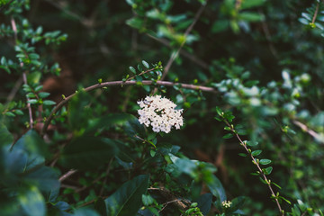 green branches with white flowers shot at shallow depth of field