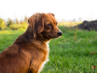 Obraz premium Beautiful small cute brown dog landscape