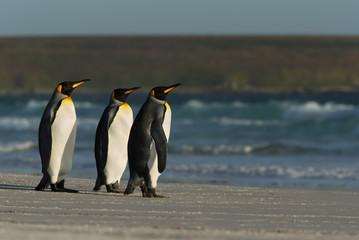 Fototapeta premium King penguins standing on a sandy coast by the blue ocean