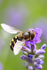 Hoverfly pollinating lavender flowers in a meadow on a warm summer day