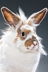 Portrait of a rabbit