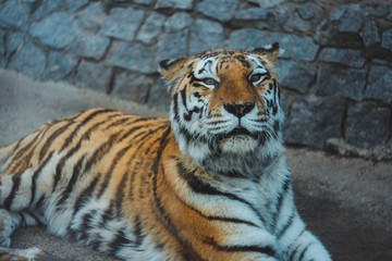 Fototapeta na wymiar tiger kind look