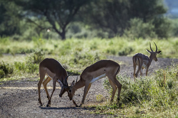 Common Impala in Mapungubwe National park, South Africa