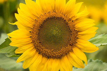 Obraz premium Close up beautiful sunflower in the field