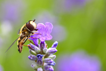 Hoverfly pollinating lavender flowers in a meadow on a warm summer day