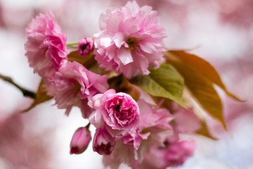 Fototapeta na wymiar pinke Kirschblüten in Nahaufnahme im Frühling