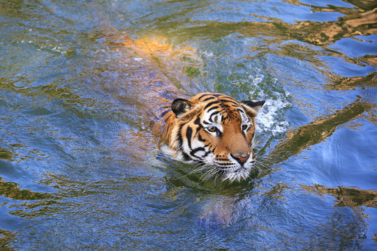 Beautiful Tiger enjoying a swim in water