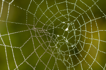 Close up of a spiders web